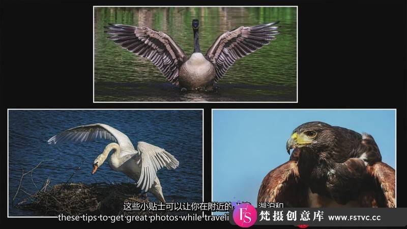 [摄影入门教程]摄影师RickSammon在任何地点拍摄鸟类摄影教程-中英字幕-梵摄创意库