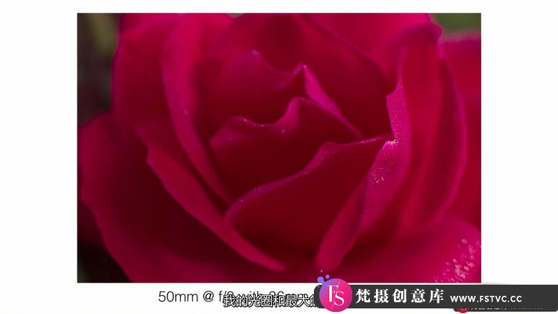 图片[3]-[风光摄影教程]KathleenClemons-TheArtofFlowerPhotography微距花卉摄影-中文字幕-梵摄创意库