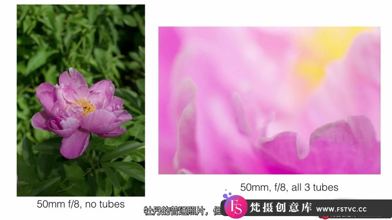 图片[4]-[风光摄影教程]KathleenClemons-TheArtofFlowerPhotography微距花卉摄影-中文字幕-梵摄创意库