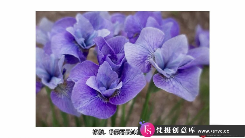 图片[5]-[风光摄影教程]KathleenClemons-TheArtofFlowerPhotography微距花卉摄影-中文字幕-梵摄创意库