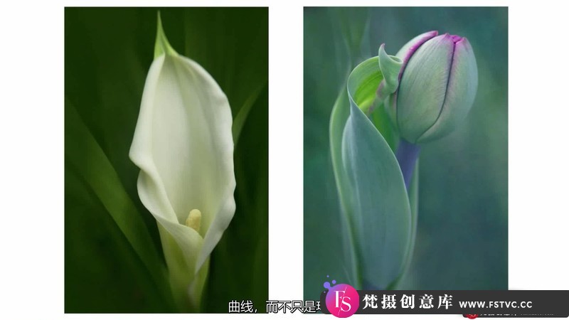 图片[8]-[风光摄影教程]KathleenClemons-TheArtofFlowerPhotography微距花卉摄影-中文字幕-梵摄创意库