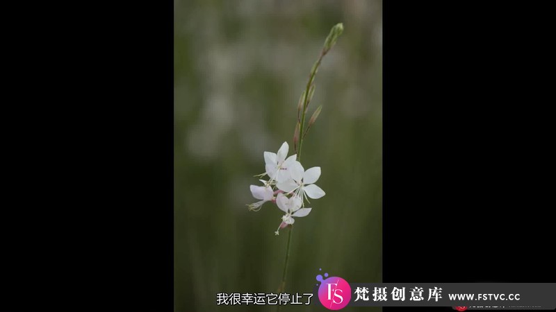 图片[13]-[风光摄影教程]KathleenClemons-TheArtofFlowerPhotography微距花卉摄影-中文字幕-梵摄创意库