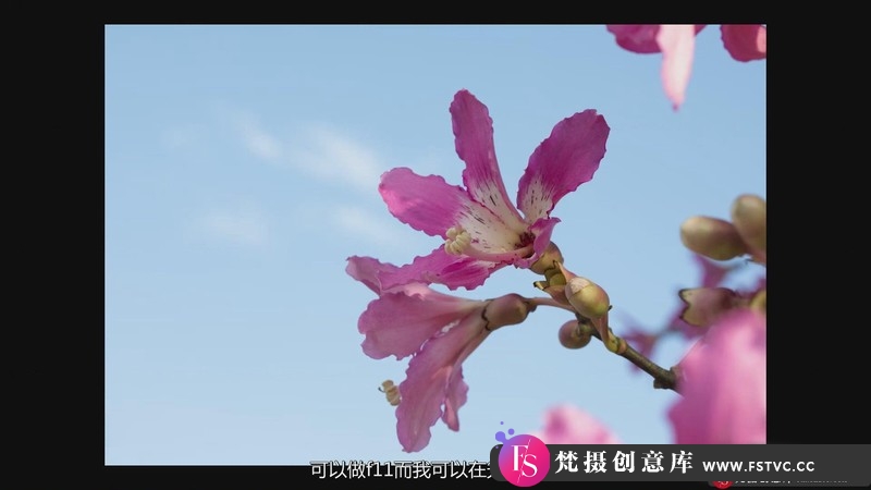 图片[4]-[风光摄影教程]KelbyOne-花卉摄影师JackieKramer艺术微距花卉摄影技巧-中文字幕-梵摄创意库