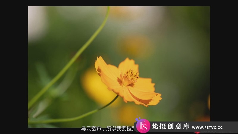 图片[7]-[风光摄影教程]KelbyOne-花卉摄影师JackieKramer艺术微距花卉摄影技巧-中文字幕-梵摄创意库