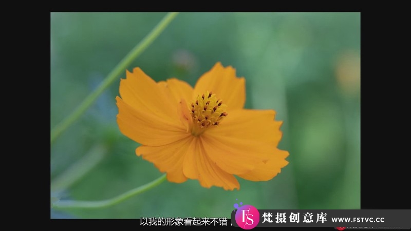 图片[10]-[风光摄影教程]KelbyOne-花卉摄影师JackieKramer艺术微距花卉摄影技巧-中文字幕-梵摄创意库