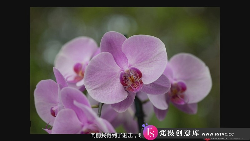 图片[13]-[风光摄影教程]KelbyOne-花卉摄影师JackieKramer艺术微距花卉摄影技巧-中文字幕-梵摄创意库