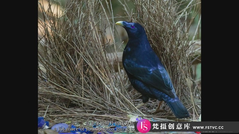 [风光摄影教程]本·诺特（BenKnoot）飞禽鸟类摄影入门指南教程-中英字幕