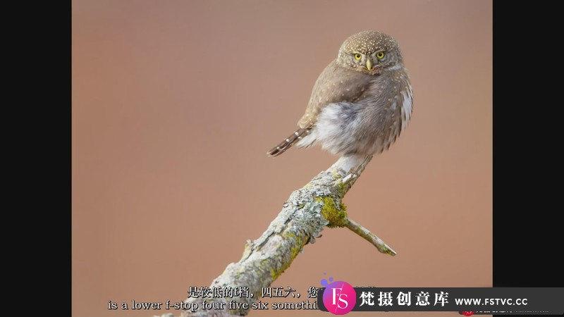 [风光摄影教程]本·诺特（BenKnoot）飞禽鸟类摄影入门指南教程-中英字幕