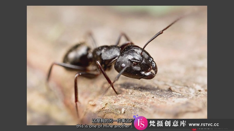 [风光摄影教程]宏观摄影微距摄影-BlakeRudis-AMacroLookatMacroPhotography中英字幕