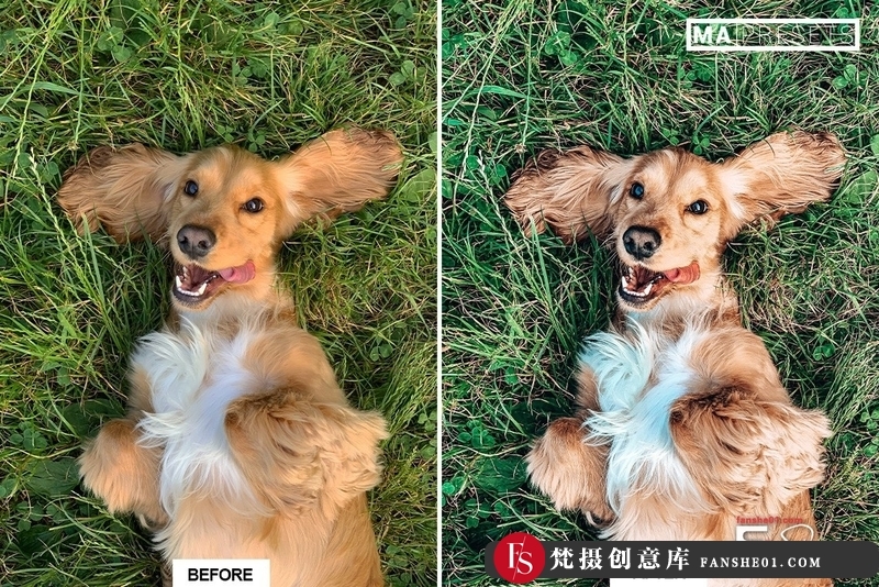 图片[2]-[胶片LR预设]宠物狗摄影后期调色LR预设10DOG–Mobile&DesktopLightroomPresets-梵摄创意库