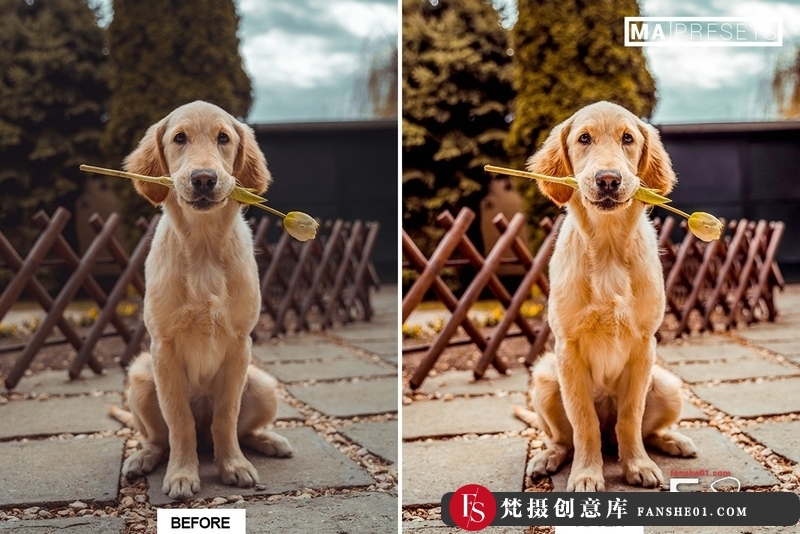 图片[3]-[胶片LR预设]宠物狗摄影后期调色LR预设10DOG–Mobile&DesktopLightroomPresets-梵摄创意库