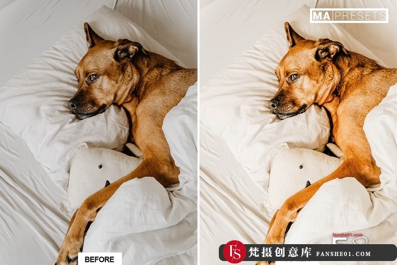 图片[4]-[胶片LR预设]宠物狗摄影后期调色LR预设10DOG–Mobile&DesktopLightroomPresets-梵摄创意库