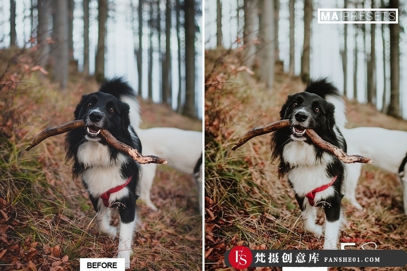 图片[5]-[胶片LR预设]宠物狗摄影后期调色LR预设10DOG–Mobile&DesktopLightroomPresets-梵摄创意库