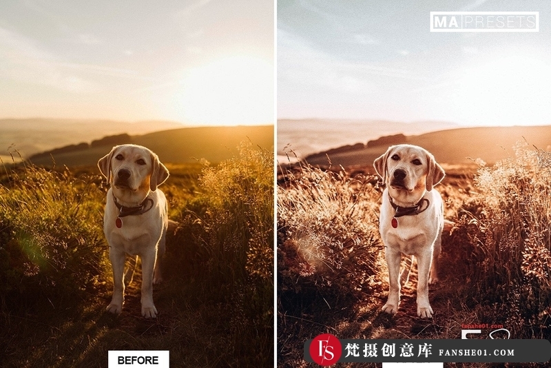 图片[6]-[胶片LR预设]宠物狗摄影后期调色LR预设10DOG–Mobile&DesktopLightroomPresets-梵摄创意库