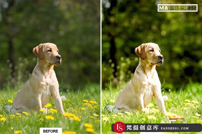 图片[8]-[胶片LR预设]宠物狗摄影后期调色LR预设10DOG–Mobile&DesktopLightroomPresets-梵摄创意库