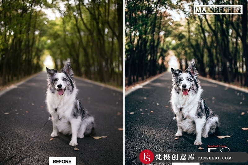 图片[9]-[胶片LR预设]宠物狗摄影后期调色LR预设10DOG–Mobile&DesktopLightroomPresets-梵摄创意库