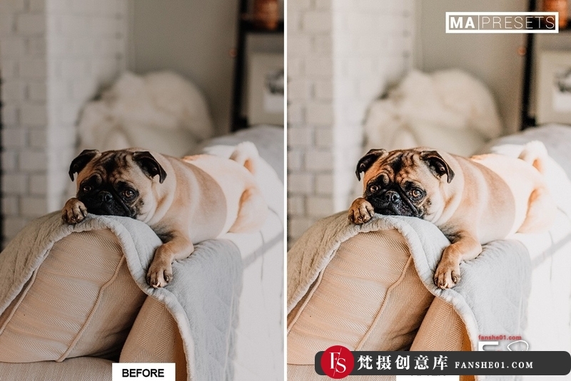 图片[10]-[胶片LR预设]宠物狗摄影后期调色LR预设10DOG–Mobile&DesktopLightroomPresets-梵摄创意库