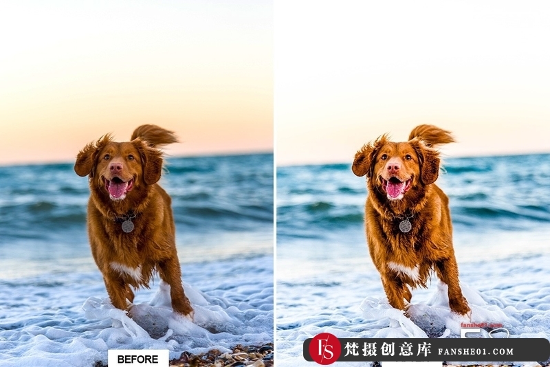 图片[12]-[胶片LR预设]宠物狗摄影后期调色LR预设10DOG–Mobile&DesktopLightroomPresets-梵摄创意库