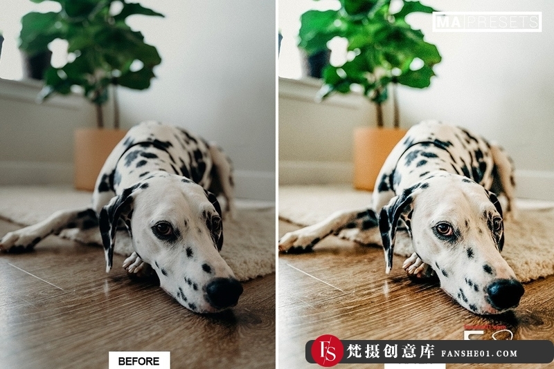 图片[13]-[胶片LR预设]宠物狗摄影后期调色LR预设10DOG–Mobile&DesktopLightroomPresets-梵摄创意库