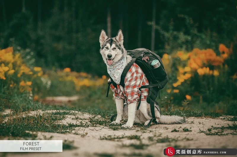 [胶片LR预设]森系旅拍电影胶片色调LR预设