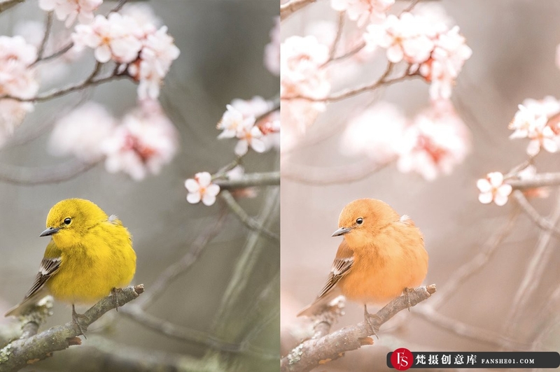 [旅拍LR预设]春暖花开春季旅拍风光人像LR预设+移动APP调色滤镜 4 Spring Lightroom Presets