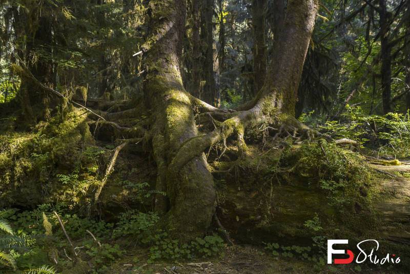 SC63- 439张古代树林素材图-摄影参考专区-3.71GB-439P-梵摄创意库