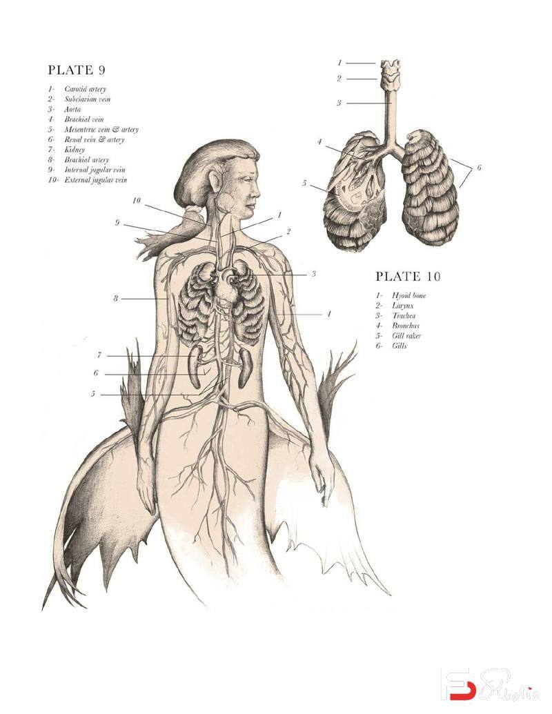 图片[4]-CZ.185- 幻想生物的解剖笔记-创作学习专区-520MB-204P-1PDF-梵摄创意库