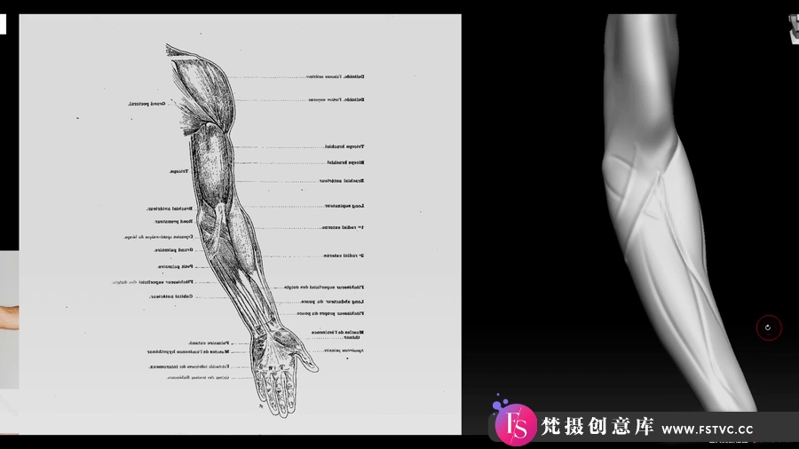 图片[5]-ZBrush 教程–ZBrush雕刻家的人体结构基本解剖学教程-中英字幕-梵摄创意库