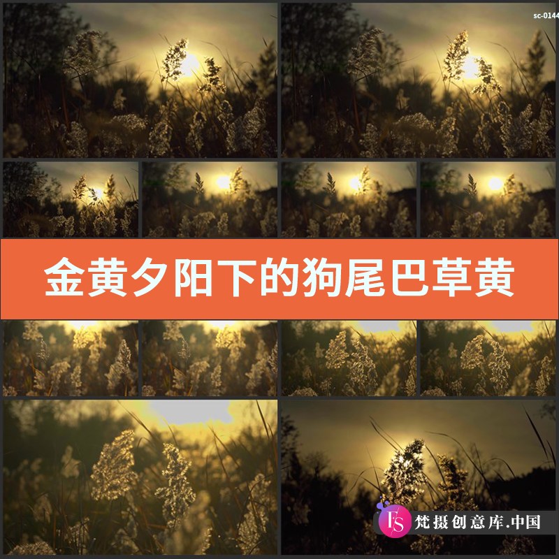 金黄夕阳下的狗尾巴草实拍视频素材黄昏傍晚落日余晖植物风景