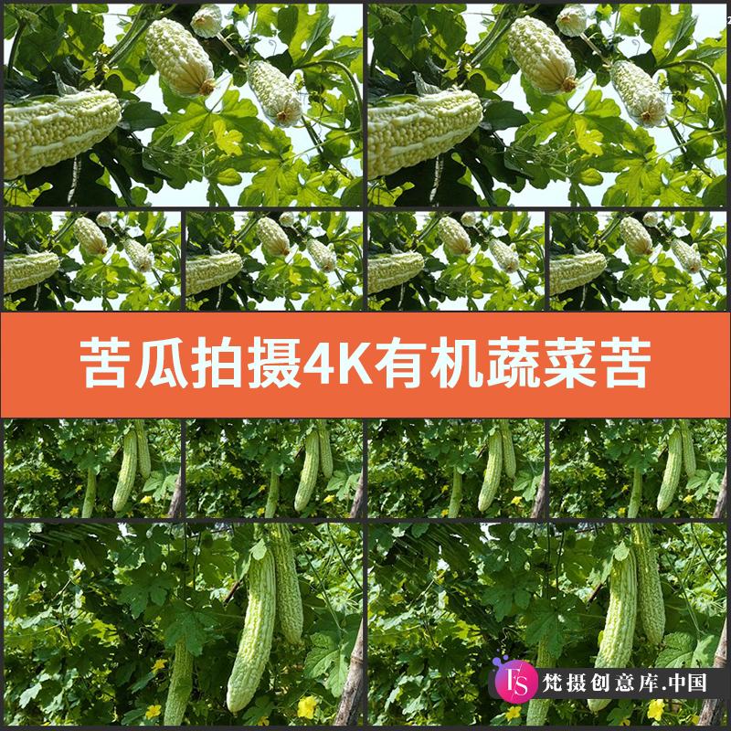 苦瓜拍摄4K视频素材实拍有机蔬菜苦瓜园种植菜园凉瓜癞瓜营养果蔬