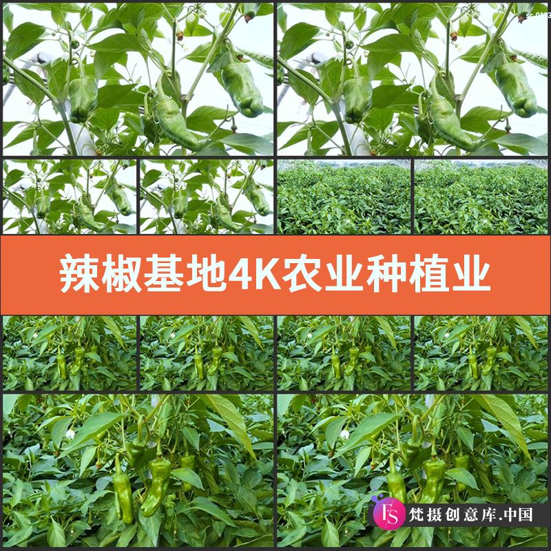 辣椒基地4K实拍视频素材农业种植业绿色蔬菜果蔬菜园尖椒杭椒植物