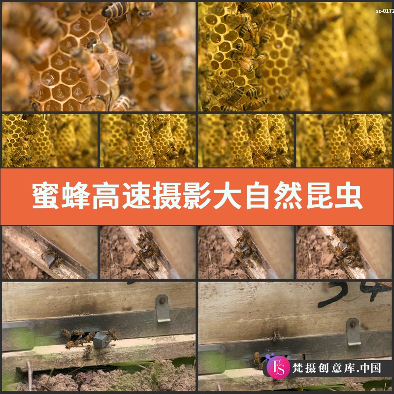 蜜蜂高速大自然昆虫蜂巢蜂窝蜂蜜蜂房蜜蜂采蜜实拍摄视频素材