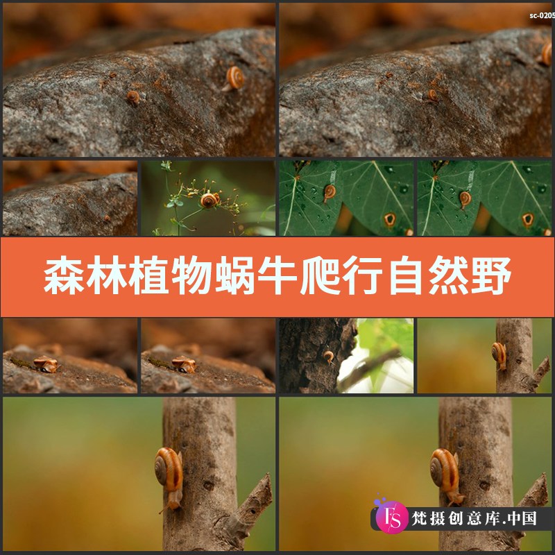 图片[1]-森林植物蜗牛爬行实拍视频素材自然野生软体动物特写镜头野外-梵摄创意库