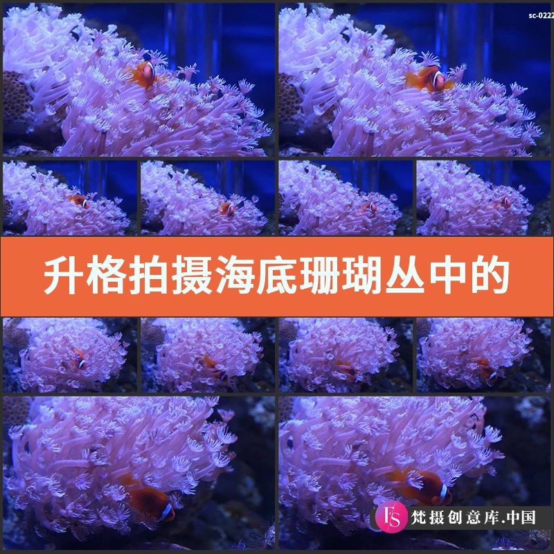 升格拍摄海底珊瑚丛中的小鱼4K视频素材实拍深海小丑鱼海洋生物种-梵摄创意库