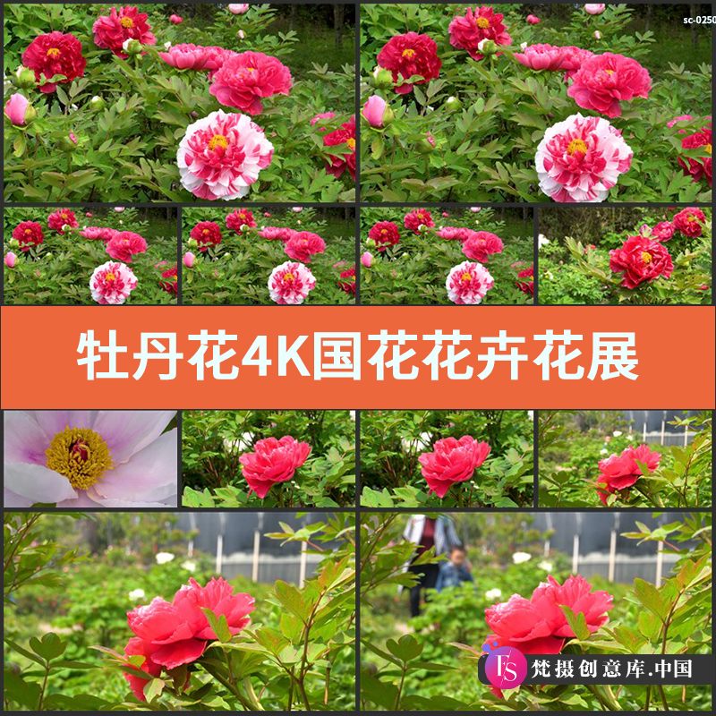 实拍牡丹花4K视频素材国花花卉花展粉红花朵超清拍摄特写镜头-梵摄创意库