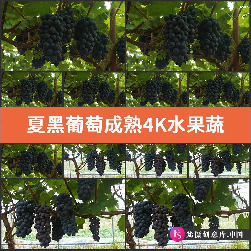 实拍夏黑葡萄成熟4K视频素材水果蔬果果实收获果园种植拍摄葡萄架