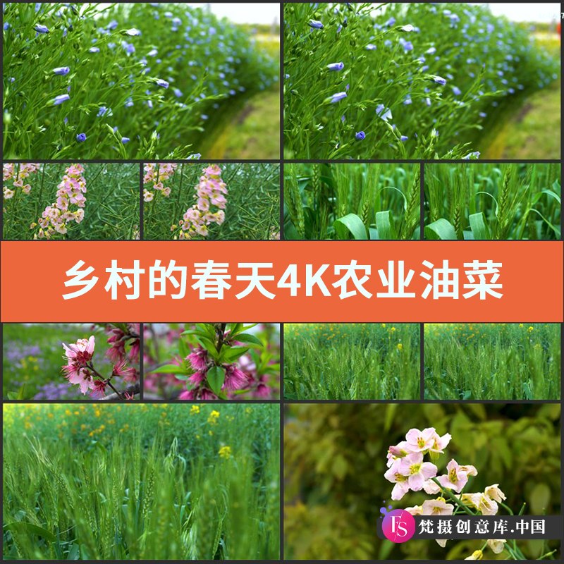 实拍乡村的春天4K视频素材农业油菜花清新稻穗绿色植物野花卉空镜