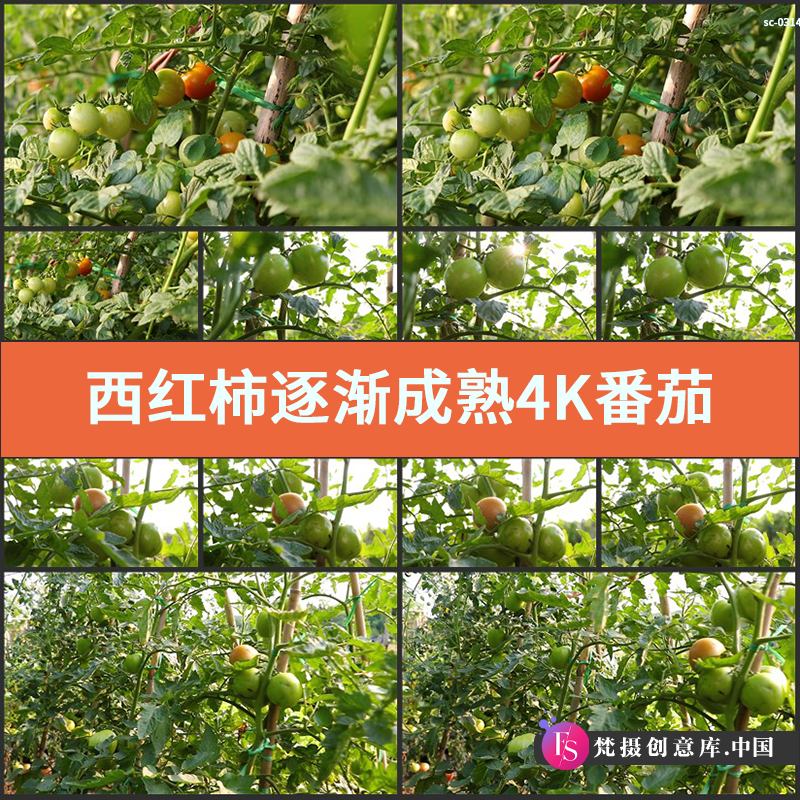 西红柿逐渐成熟4K实拍视频素材番茄植物蔬菜种植土壤果实水果生长