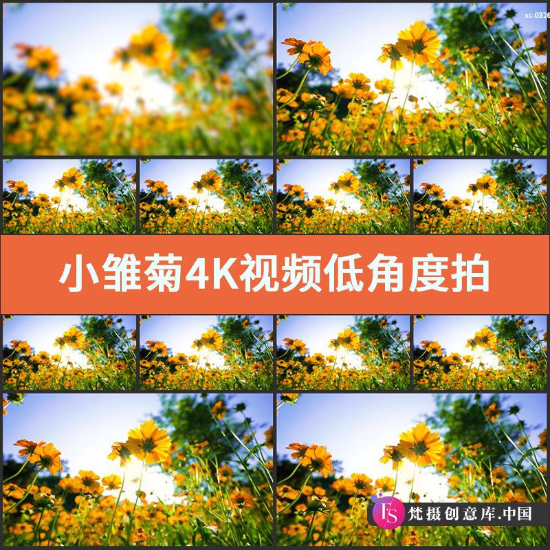 小雏菊4K实拍视频低角度拍摄夏天小黄花开放盛开花丛花卉花朵菊科-梵摄创意库