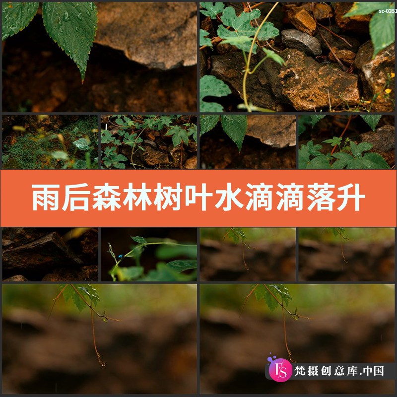 雨后森林树叶水滴滴落升格实拍视频素材自然丛林植物绿植茂密雨林