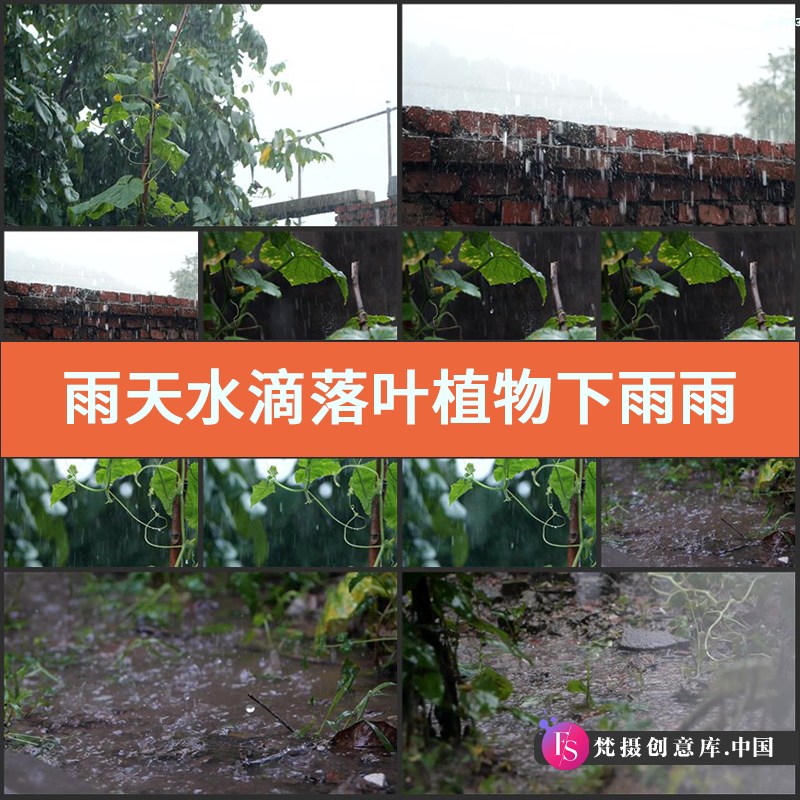 雨天水滴落叶植物视频素材实拍下雨雨滴雨水下落掉落地面绿植篱笆