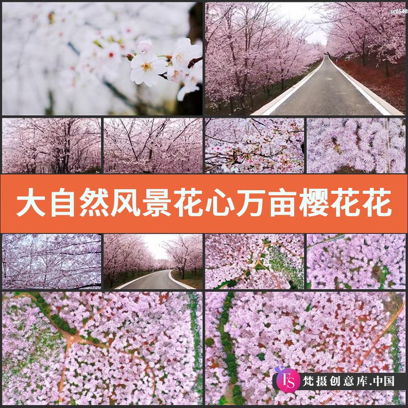 大自然风景 花心 万亩 樱花花海樱花园樱花林树林LED实拍视频素材-梵摄创意库