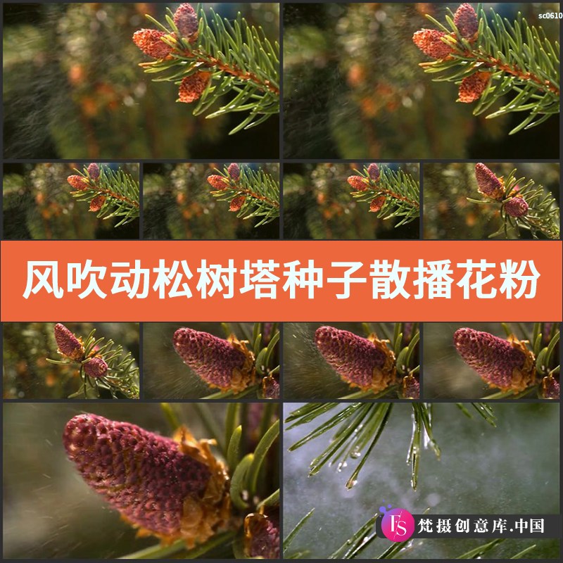 风吹动松树塔种子散播花粉高清宣传片视频素材-梵摄创意库