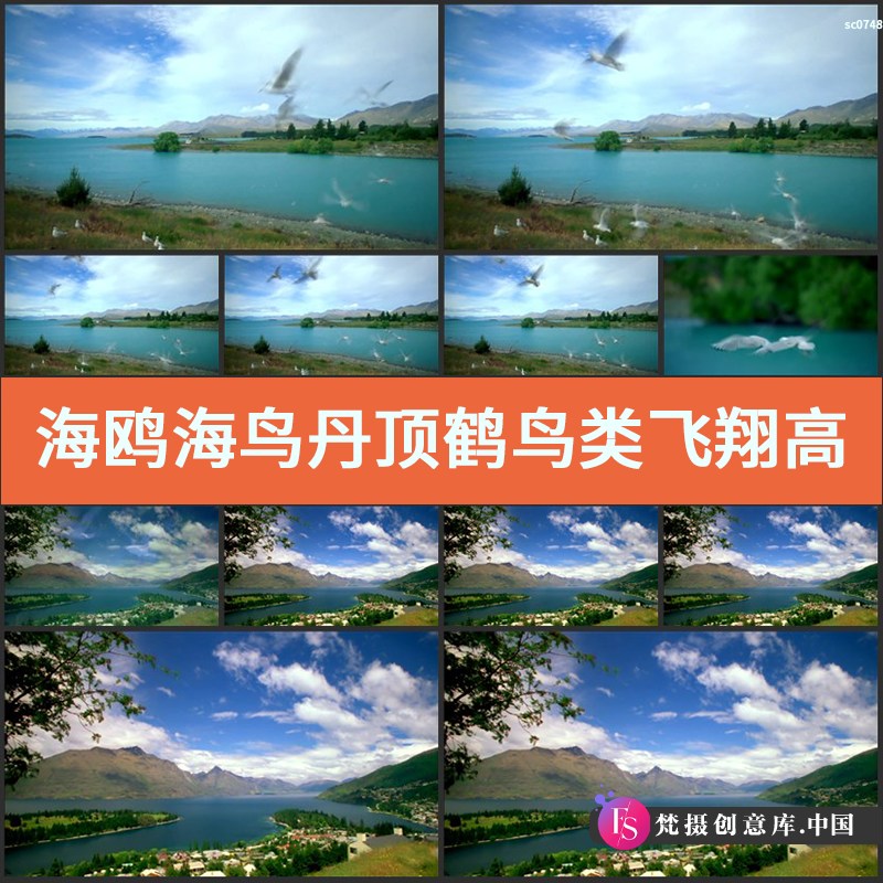 海鸥海鸟丹顶鹤 鸟类飞翔 高清实拍天空海边小鸟欢乐飞舞视频素材