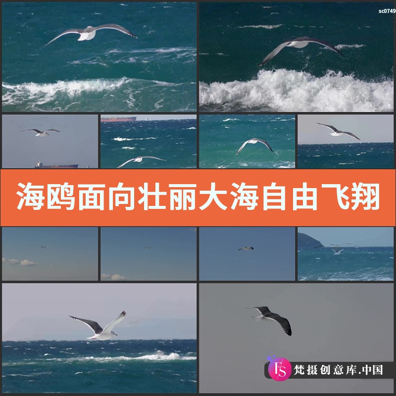 海鸥面向壮丽大海自由飞翔鸟类动物生活姿态特写高清实拍视频素材