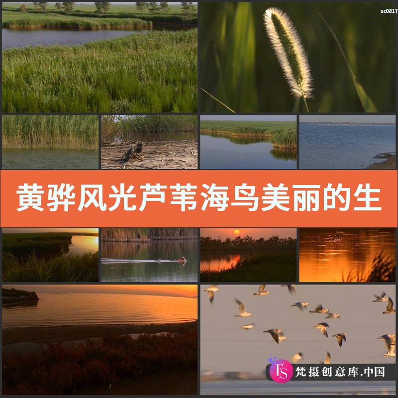 黄骅风光 芦苇海鸟 美丽的生态环境 夕阳晚霞 高清实拍视频素材-梵摄创意库