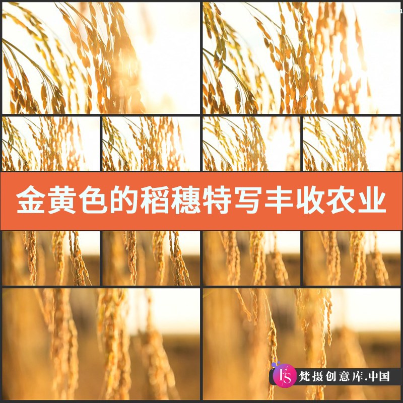 金黄色的稻穗特写 丰收 农业 影视动态宣传片视频高清实拍素材-梵摄创意库