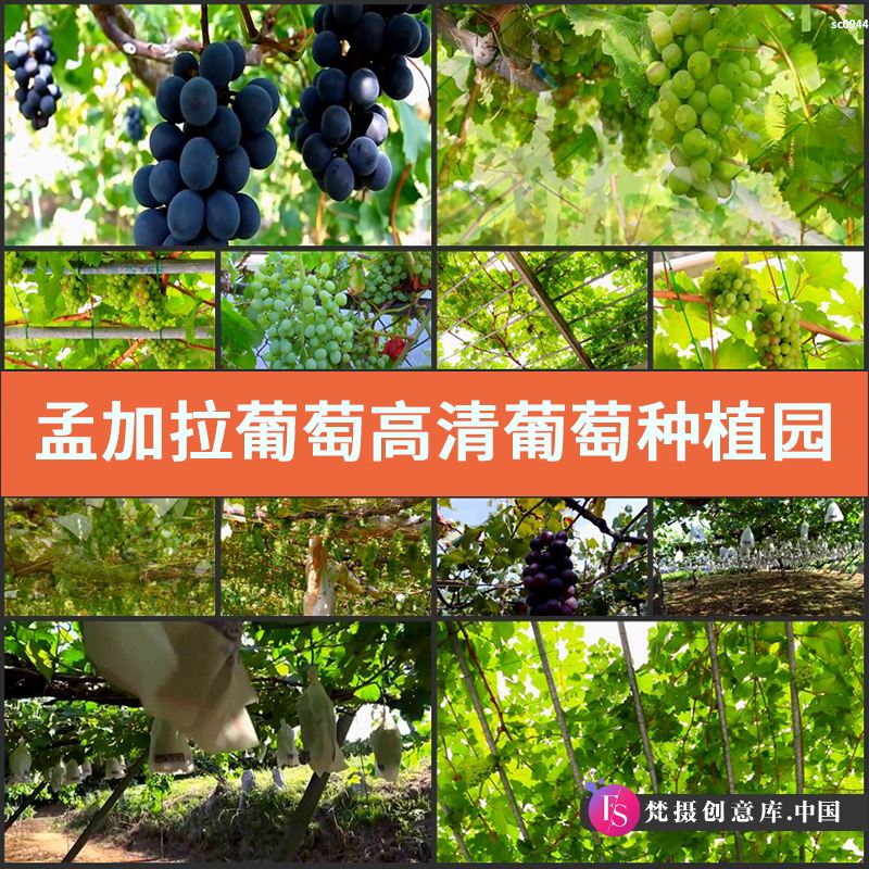 孟加拉葡萄高清实拍葡萄种植园水果风光片视频素材