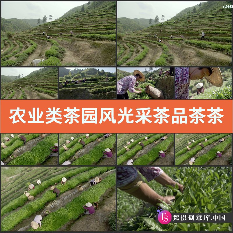 农业类茶园风光采茶品茶茶山茶农茶山风光镜头实拍视频素材