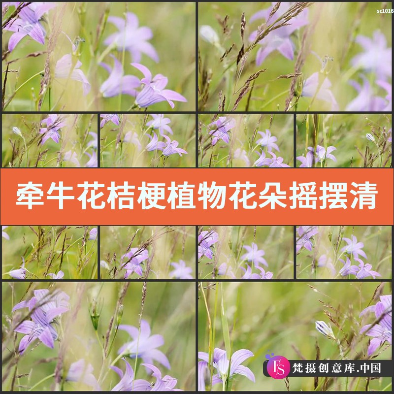 牵牛花桔梗植物花朵摇摆清新大自然高清实拍视频素材